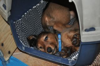 jamnik d�ugow�osy